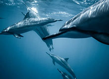  沙托鲁保级生死战前夕,极端球迷静默抗议  